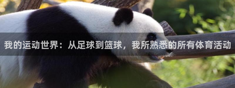 意昂4平台：我的运动世界：从足球到篮球，我所熟悉的所有体育活动